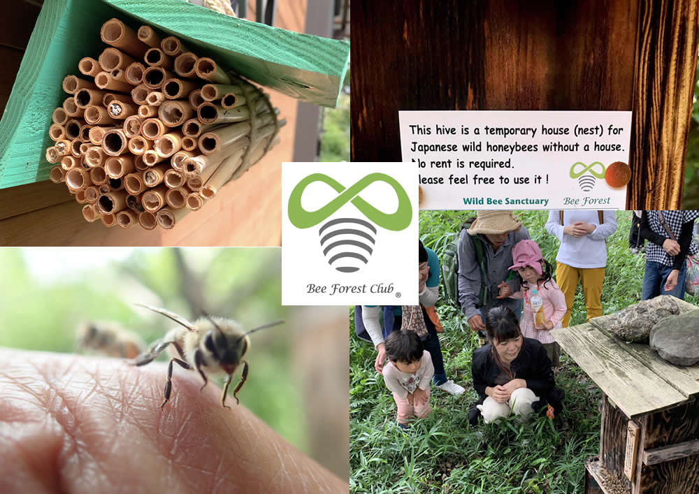 Bee Forest　ミツバチの保護を通して生物多様性回復させる活動写真