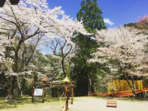 奈良県十津川村 桜 満開